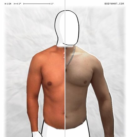 Torso Comparison
