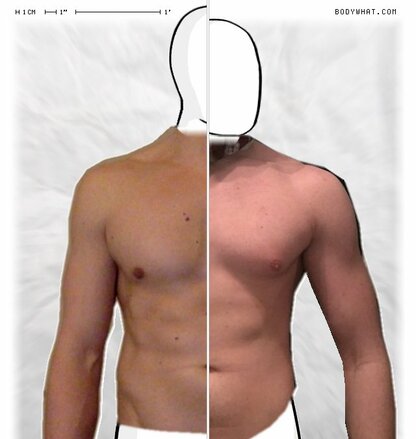 Torso Comparison