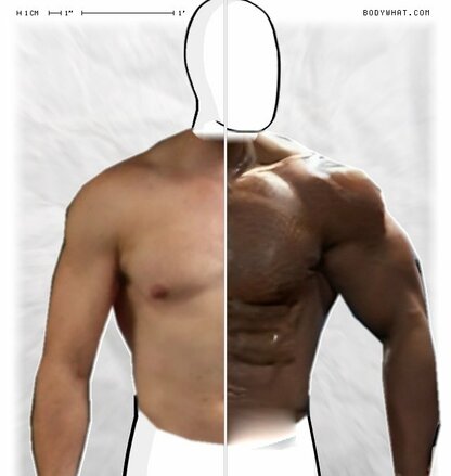 Torso Comparison