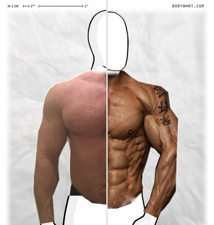 Torso Comparison