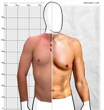 Torso Comparison