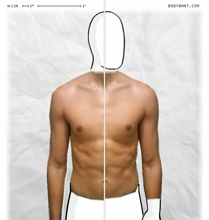 Torso Comparison