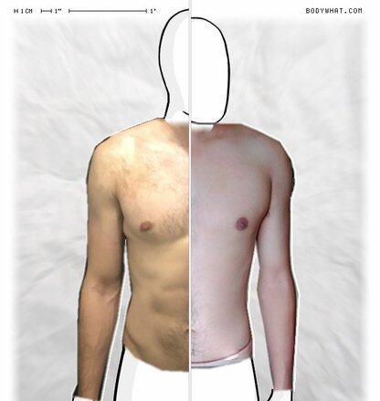 Torso Comparison