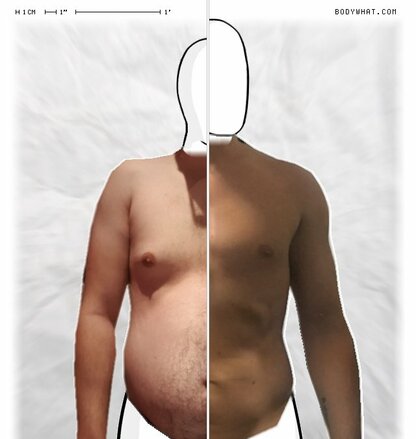 Torso Comparison