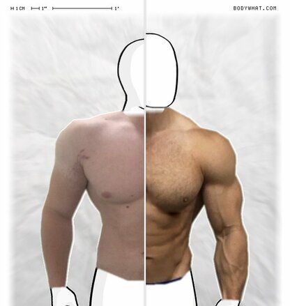 Torso Comparison