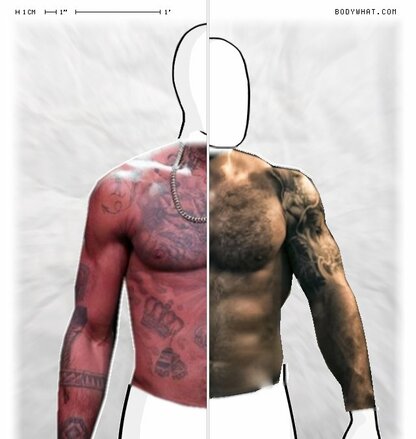 Torso Comparison
