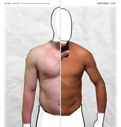 Torso Comparison