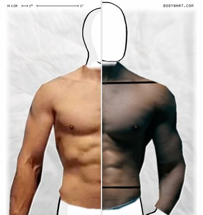 Torso Comparison