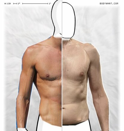 Torso Comparison