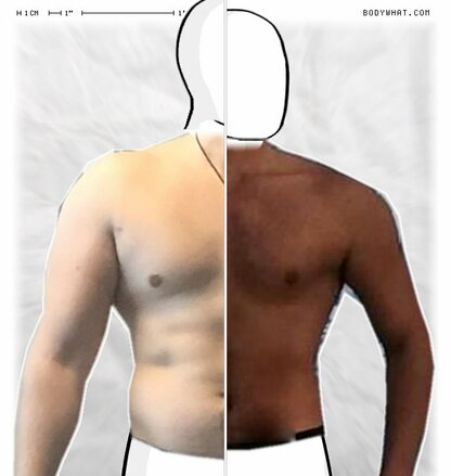 Torso Comparison