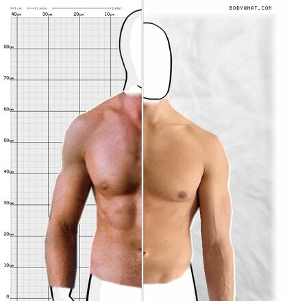 Torso Comparison
