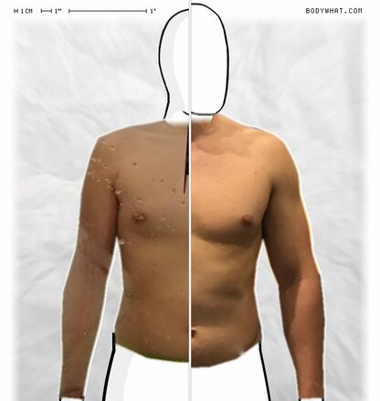 Torso Comparison