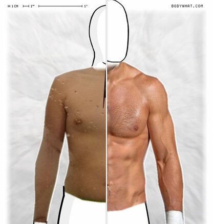 Torso Comparison