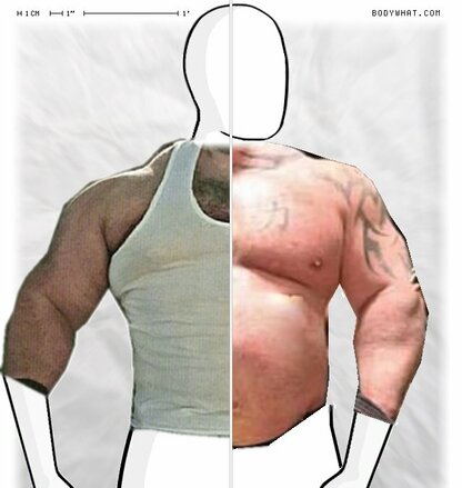 Torso Comparison