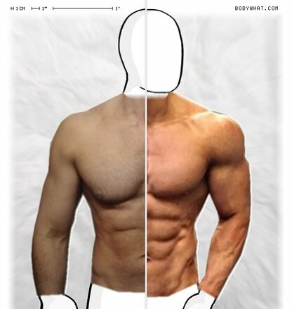 Torso Comparison