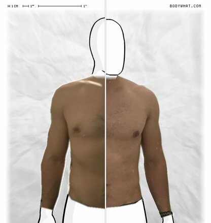 Torso Comparison
