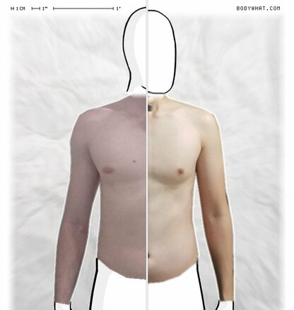 Torso Comparison