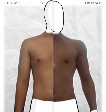 Torso Comparison