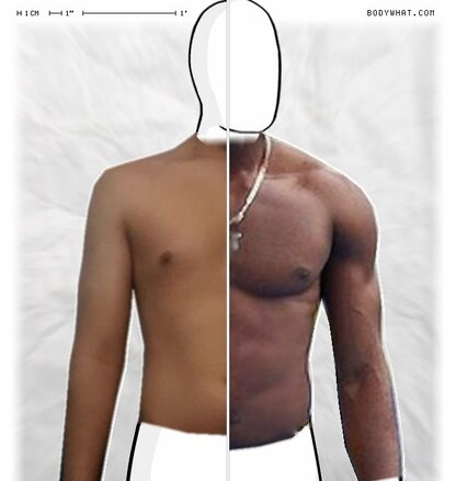 Torso Comparison