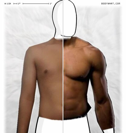 Torso Comparison