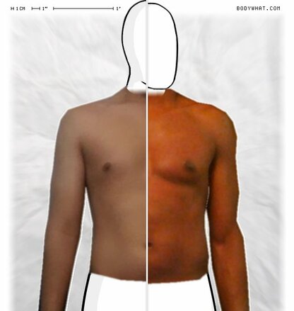 Torso Comparison