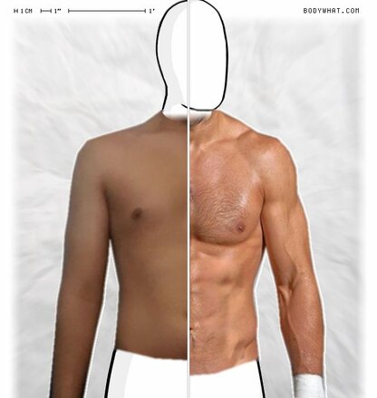 Torso Comparison