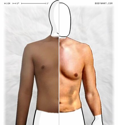 Torso Comparison