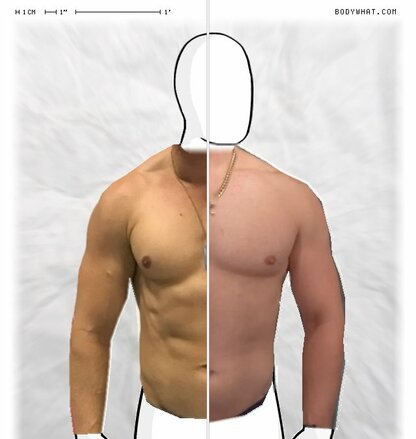 Torso Comparison