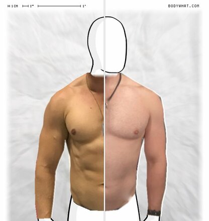 Torso Comparison