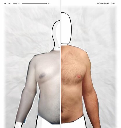 Torso Comparison