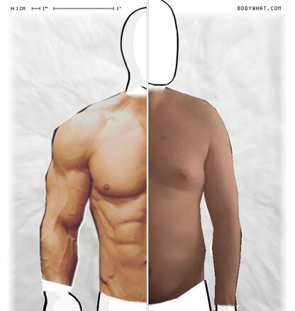 Torso Comparison