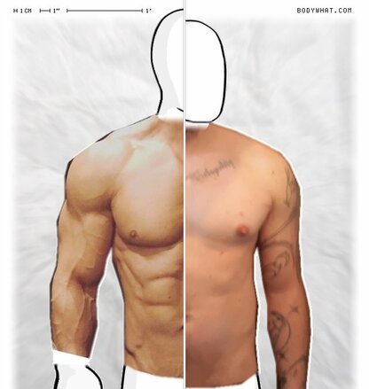 Torso Comparison