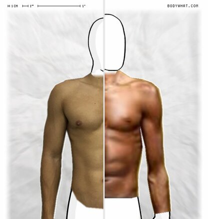 Torso Comparison