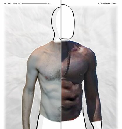 Torso Comparison