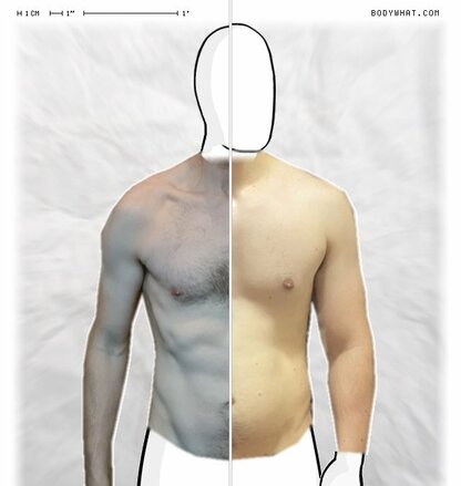 Torso Comparison