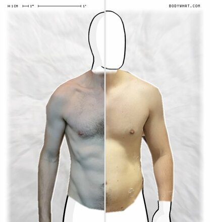 Torso Comparison