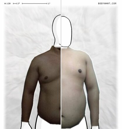 Torso Comparison