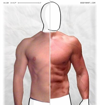 Torso Comparison