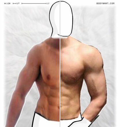 Torso Comparison