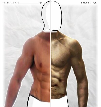 Torso Comparison