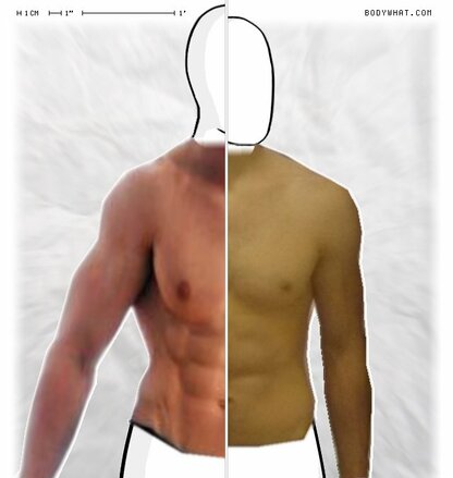 Torso Comparison