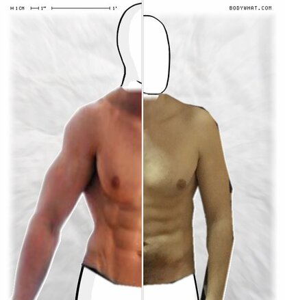 Torso Comparison