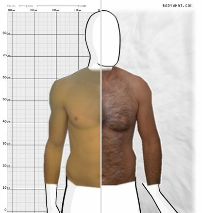 Torso Comparison