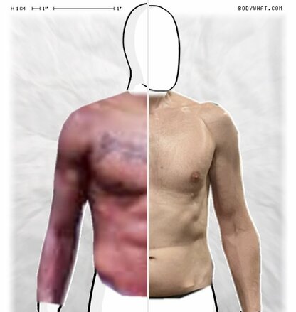 Torso Comparison