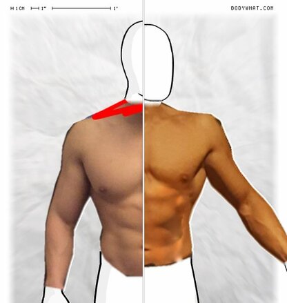 Torso Comparison