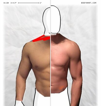 Torso Comparison