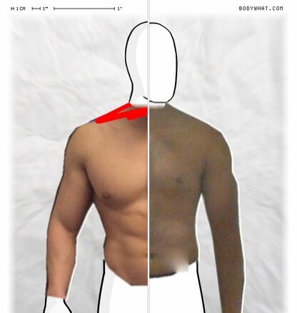 Torso Comparison