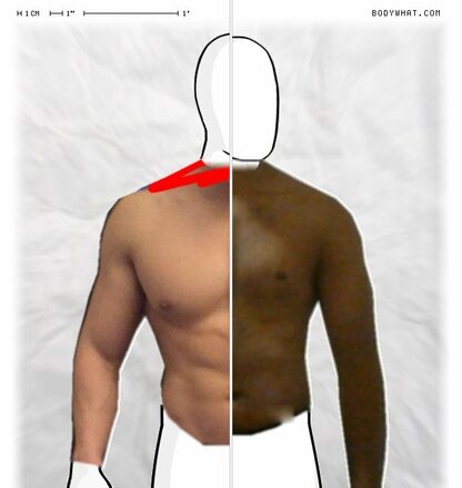 Torso Comparison