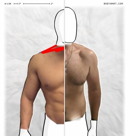 Torso Comparison