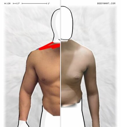 Torso Comparison